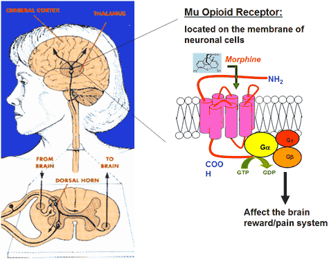 Mu - The Physiological Mechanisms of Opioid Receptors